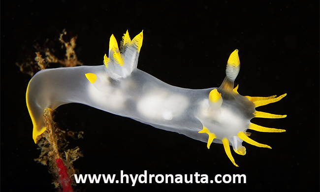 Polycera kernowensis